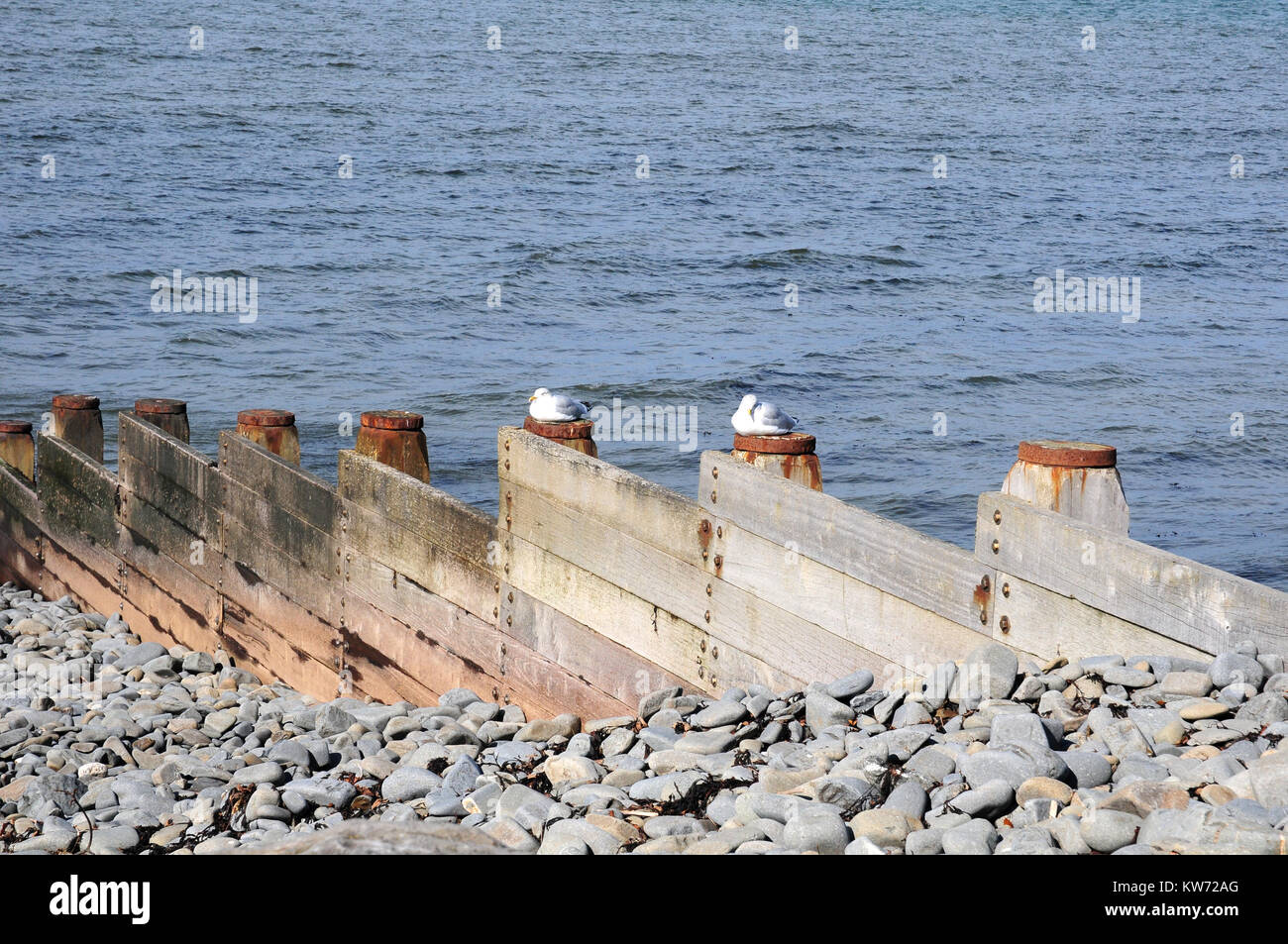 Due gabbiani reali seduti su groyne posti al sole. Aberaeron, Ceredigion. Foto Stock