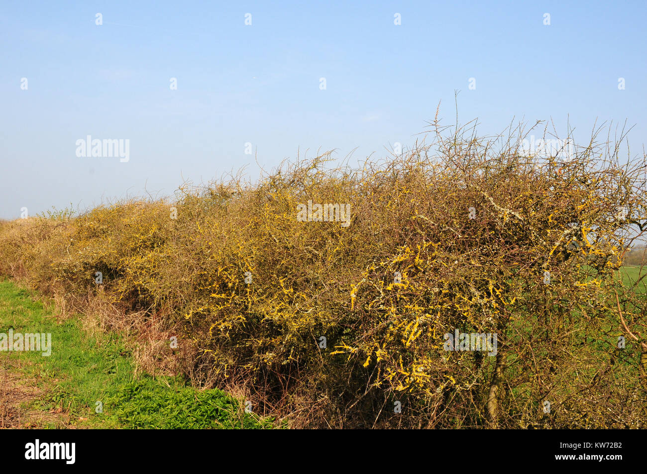 Un lichene che cresce su una siepe di prugnolo, Prunus spinosa, in procinto di entrare in fiore. Foto Stock
