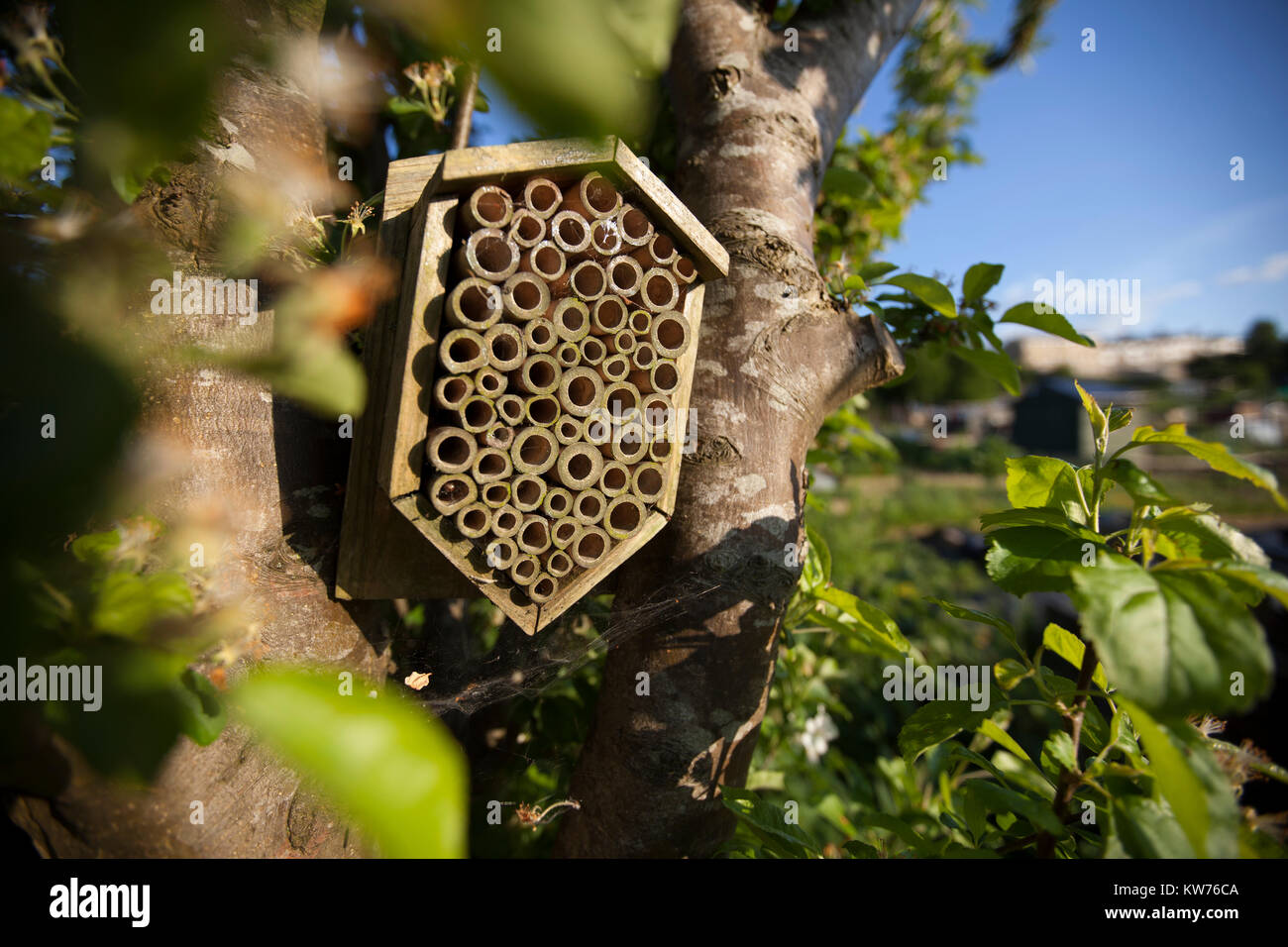 Gli insetti shelter posizionato in un melo in fiore su un riparto, Stroud, Regno Unito Foto Stock