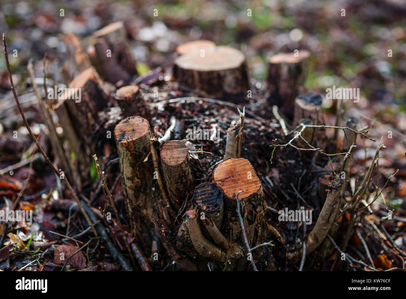 Appena cedui Hazel sgabello, Ullenwood, Gloucestershire, Regno Unito Foto Stock