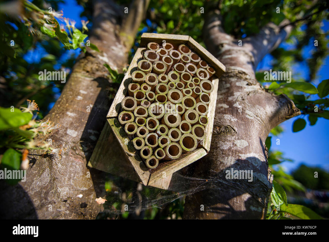 Gli insetti shelter posizionato in un melo in fiore su un riparto, Stroud, Regno Unito Foto Stock