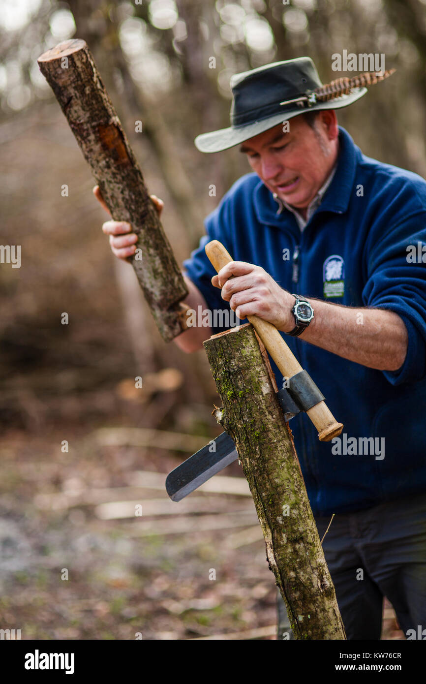 AONB Cotswolds volontari coppicing Hazel bosco Ullenwood, Gloucestershire, Regno Unito Foto Stock