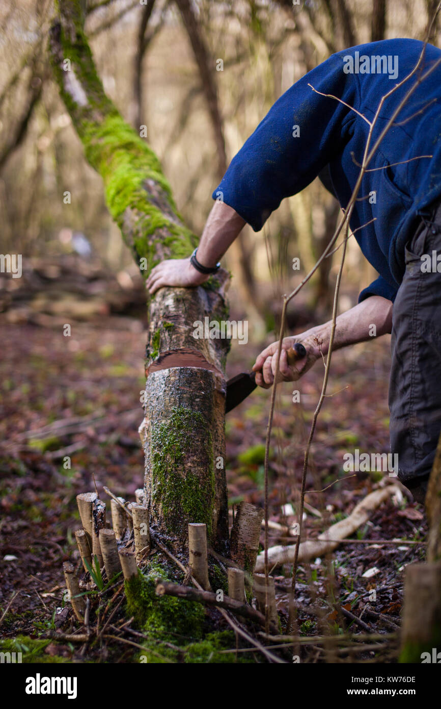 AONB Cotswolds volontari coppicing Hazel bosco Ullenwood, Gloucestershire, Regno Unito Foto Stock