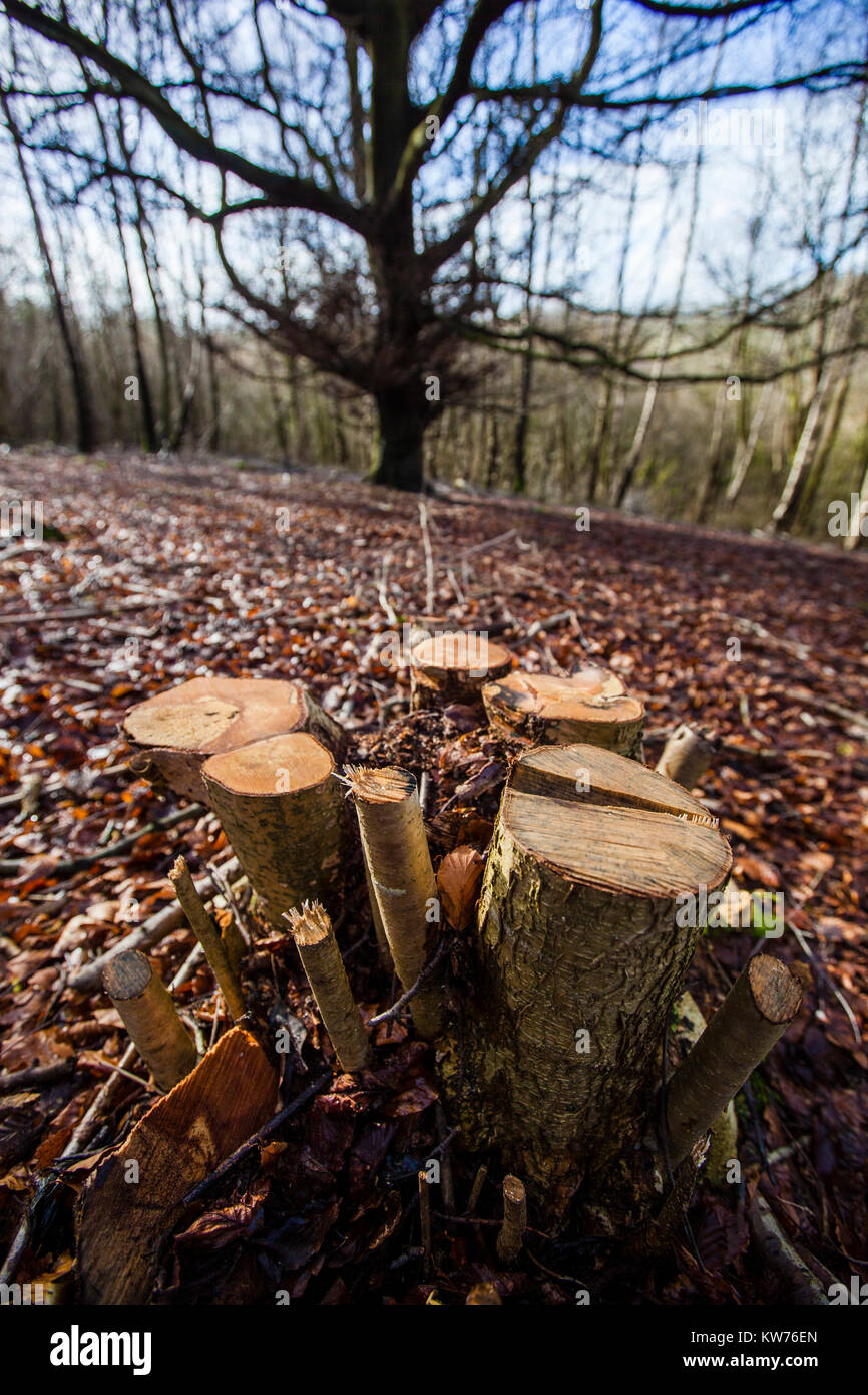 Appena cedui Hazel sgabello, Ullenwood, Gloucestershire, Regno Unito Foto Stock