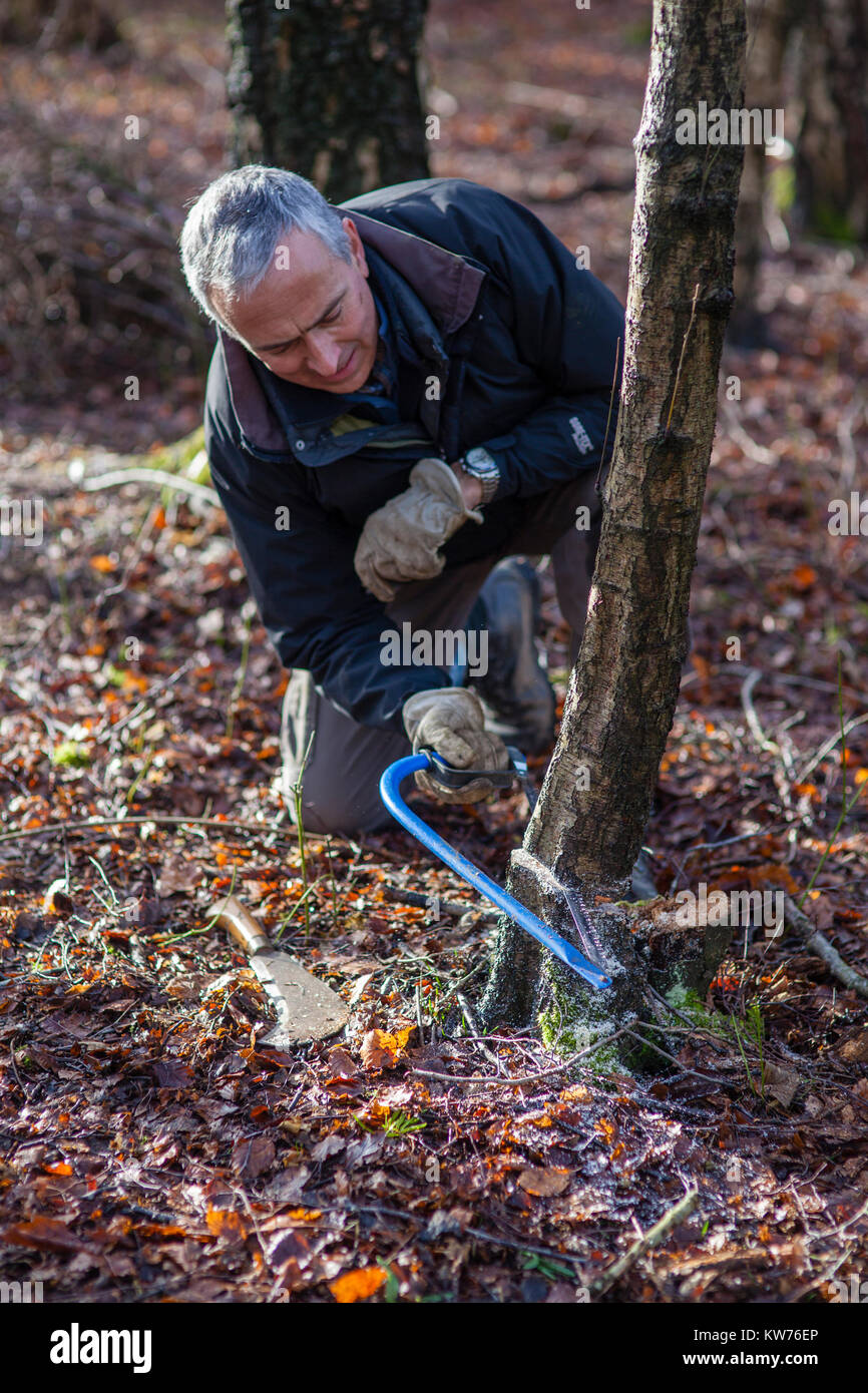 AONB Cotswolds volontari coppicing Hazel bosco Ullenwood, Gloucestershire, Regno Unito Foto Stock