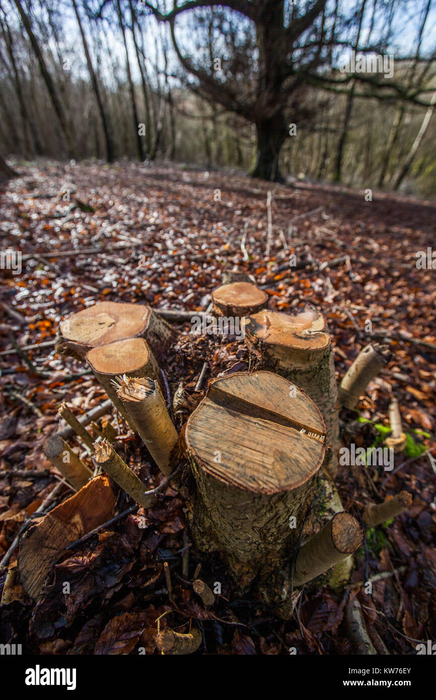 Appena cedui Hazel sgabello, Ullenwood, Gloucestershire, Regno Unito Foto Stock