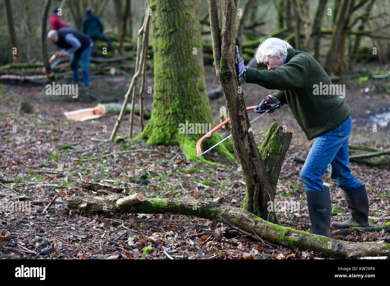 AONB Cotswolds volontari coppicing Hazel bosco Ullenwood, Gloucestershire, Regno Unito Foto Stock