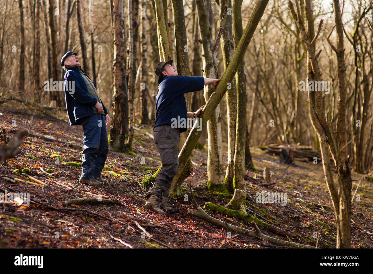 AONB Cotswolds volontari coppicing Hazel bosco Ullenwood, Gloucestershire, Regno Unito Foto Stock