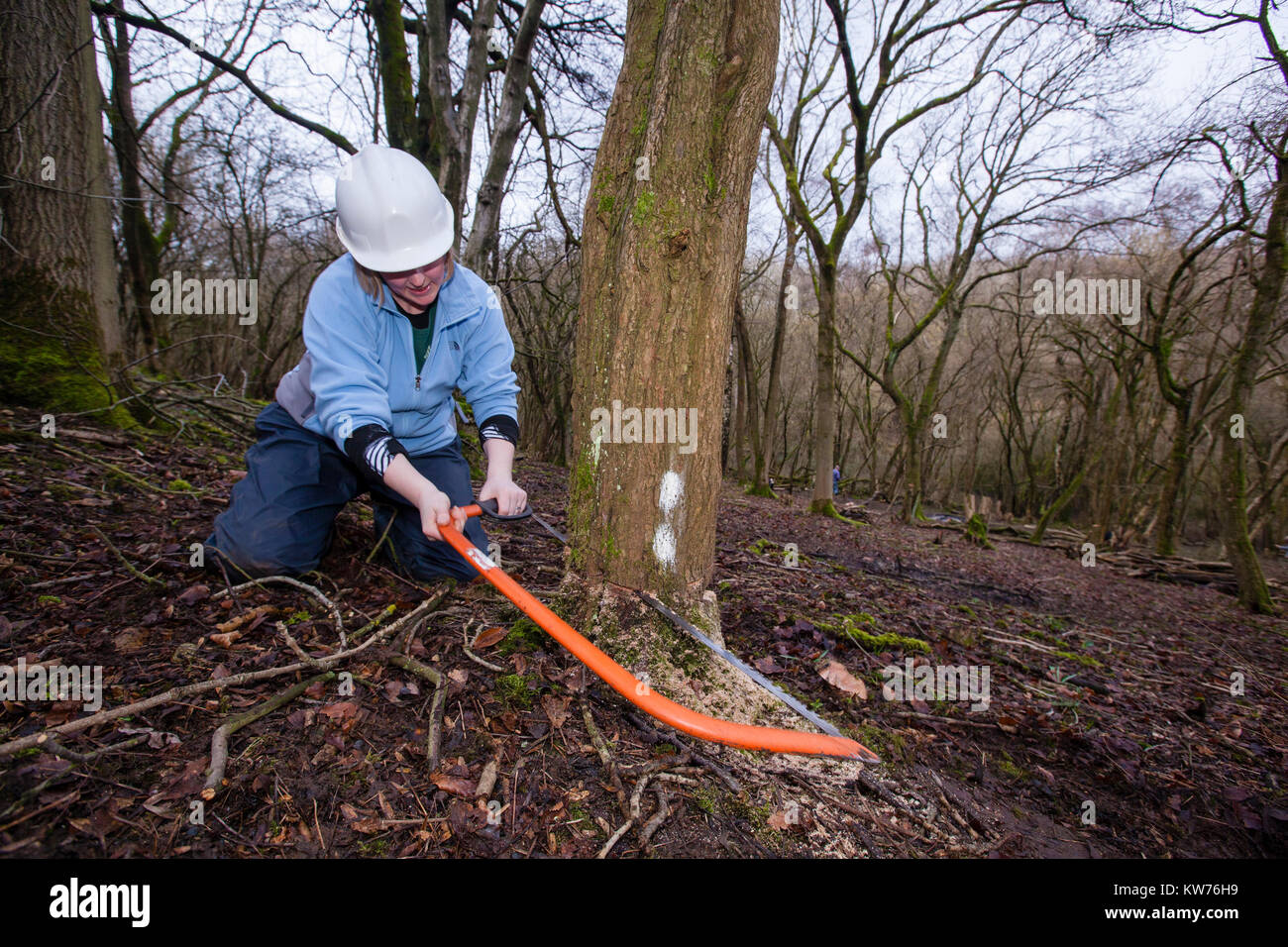 AONB Cotswolds volontari coppicing Hazel bosco Ullenwood, Gloucestershire, Regno Unito Foto Stock
