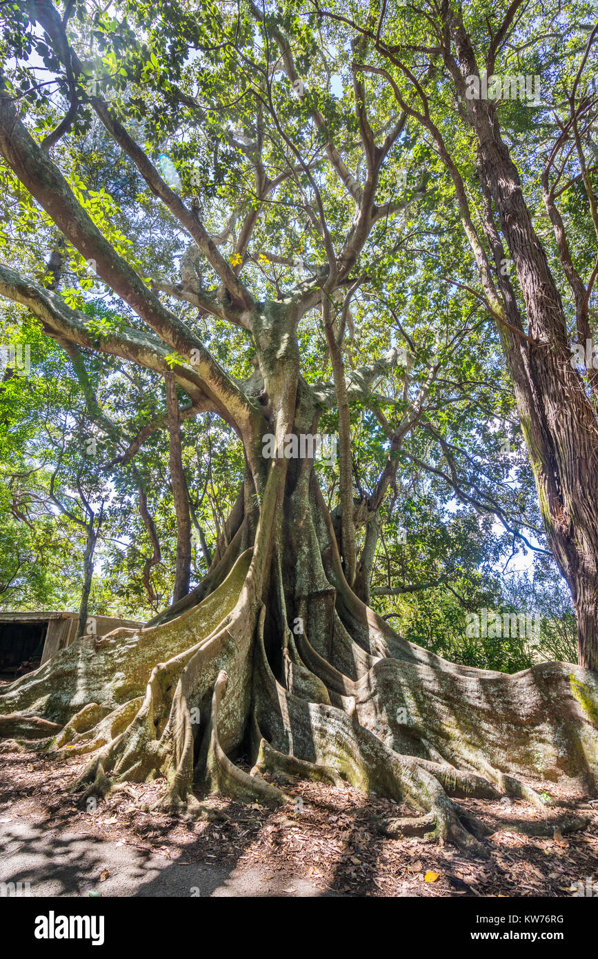 Isola Norfolk, australiano territorio esterno, giant Moreton Bay alberi di fico a New Farm Road Foto Stock