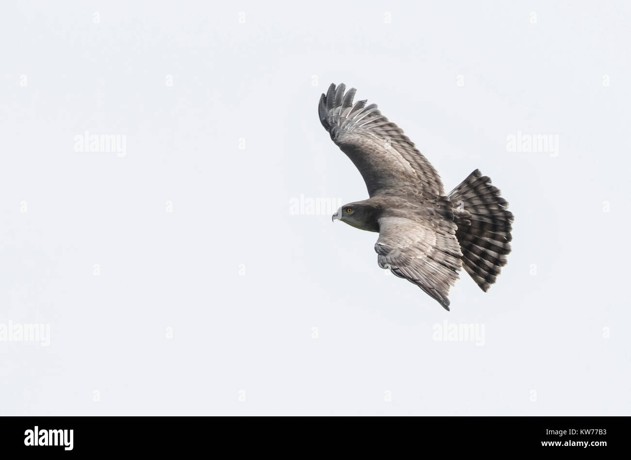 Beaudouin's snake eagle Circaetus beaudouini adulto soaring su aperta campagna, Gambia Foto Stock