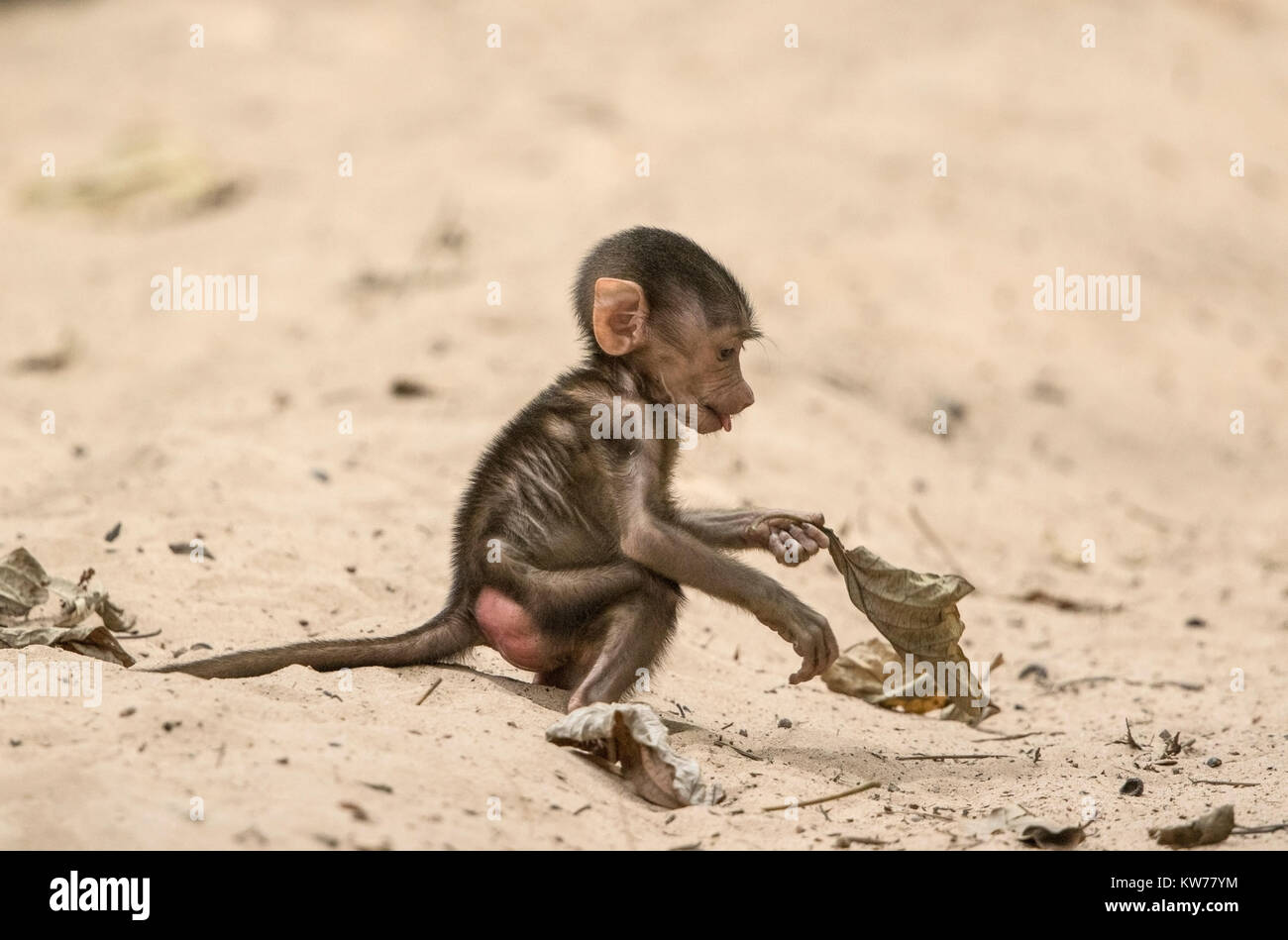 La Guinea baboon Papio papio, baby giocando sulla sabbia in foresta, Gambia, Africa occidentale Foto Stock