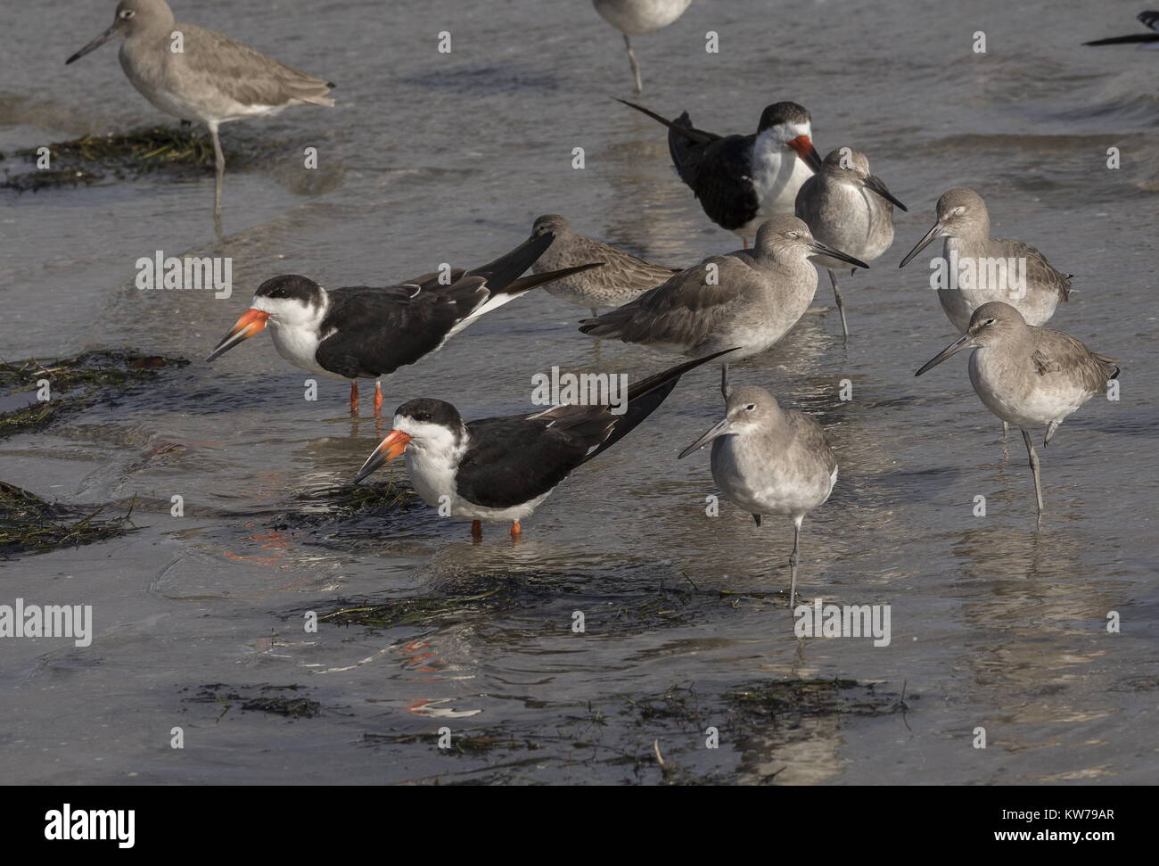 Skimmer nero, Rynchops niger, con Willets sulle velme, West Florida. Foto Stock