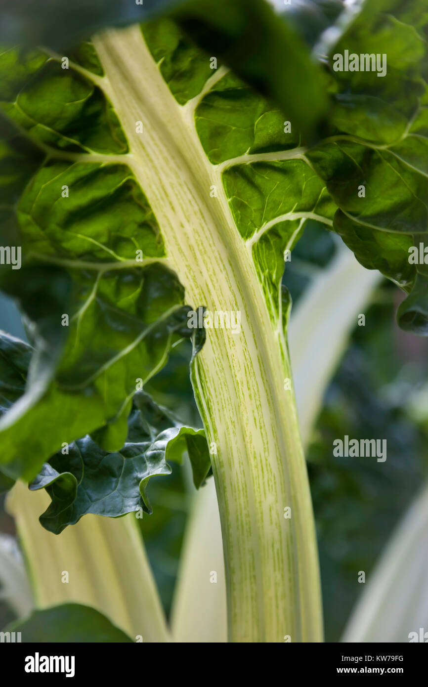 Le bietole crescente nei giardini a casa Brobury Herefordshire Foto Stock