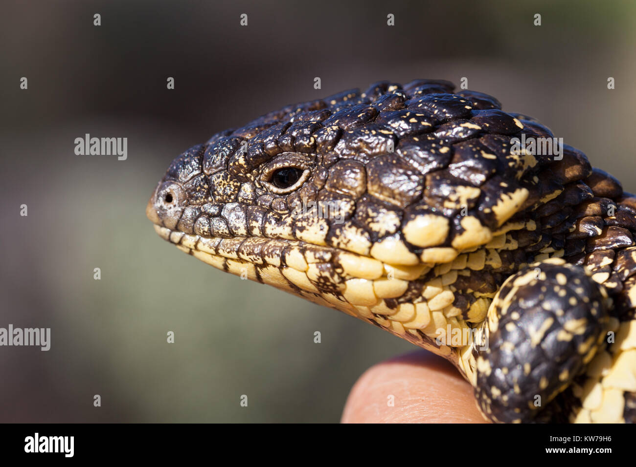 Shingleback Lizard (Tiliqua rugosa) in mano. Entwood Santuario. Sandleton. Murraylands. Il South Australia. Australia. Foto Stock