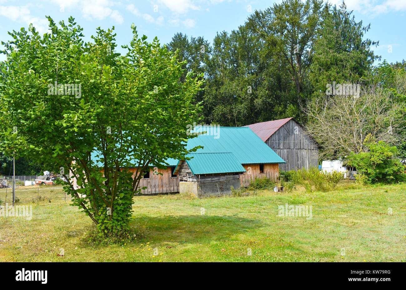 Vecchi fienili spiovente su un country farm nel Nordovest Pacifico e bello della campagna di Bellingham, Washington, Stati Uniti d'America. Foto Stock