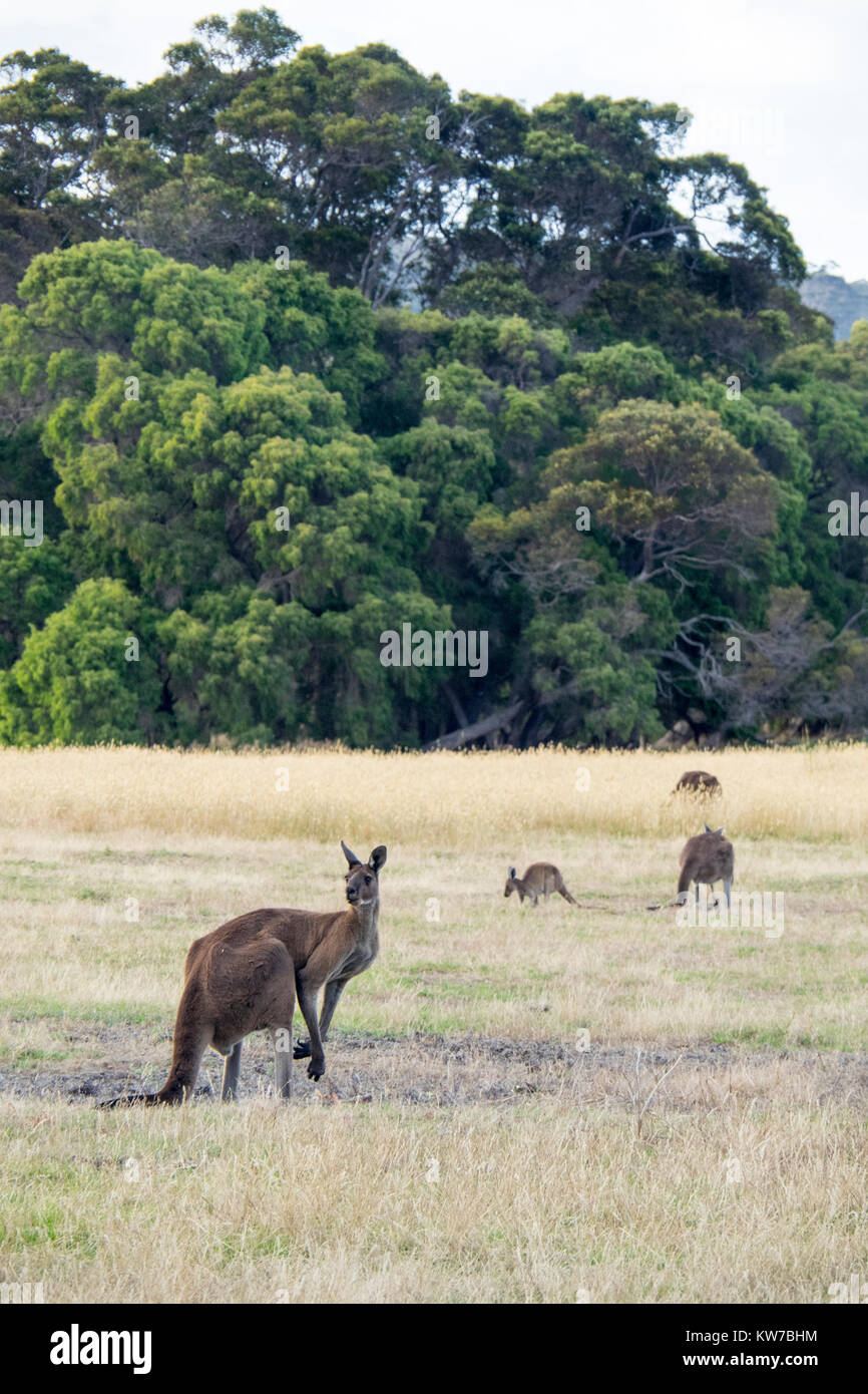 Grigio occidentale canguri pascolare nel paddock di un Fiume Margaret farm, Western Australia. Foto Stock