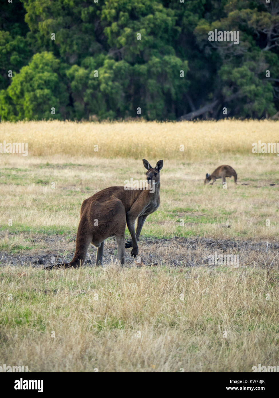 Grigio occidentale canguri pascolare nel paddock di un Fiume Margaret farm, Western Australia. Foto Stock
