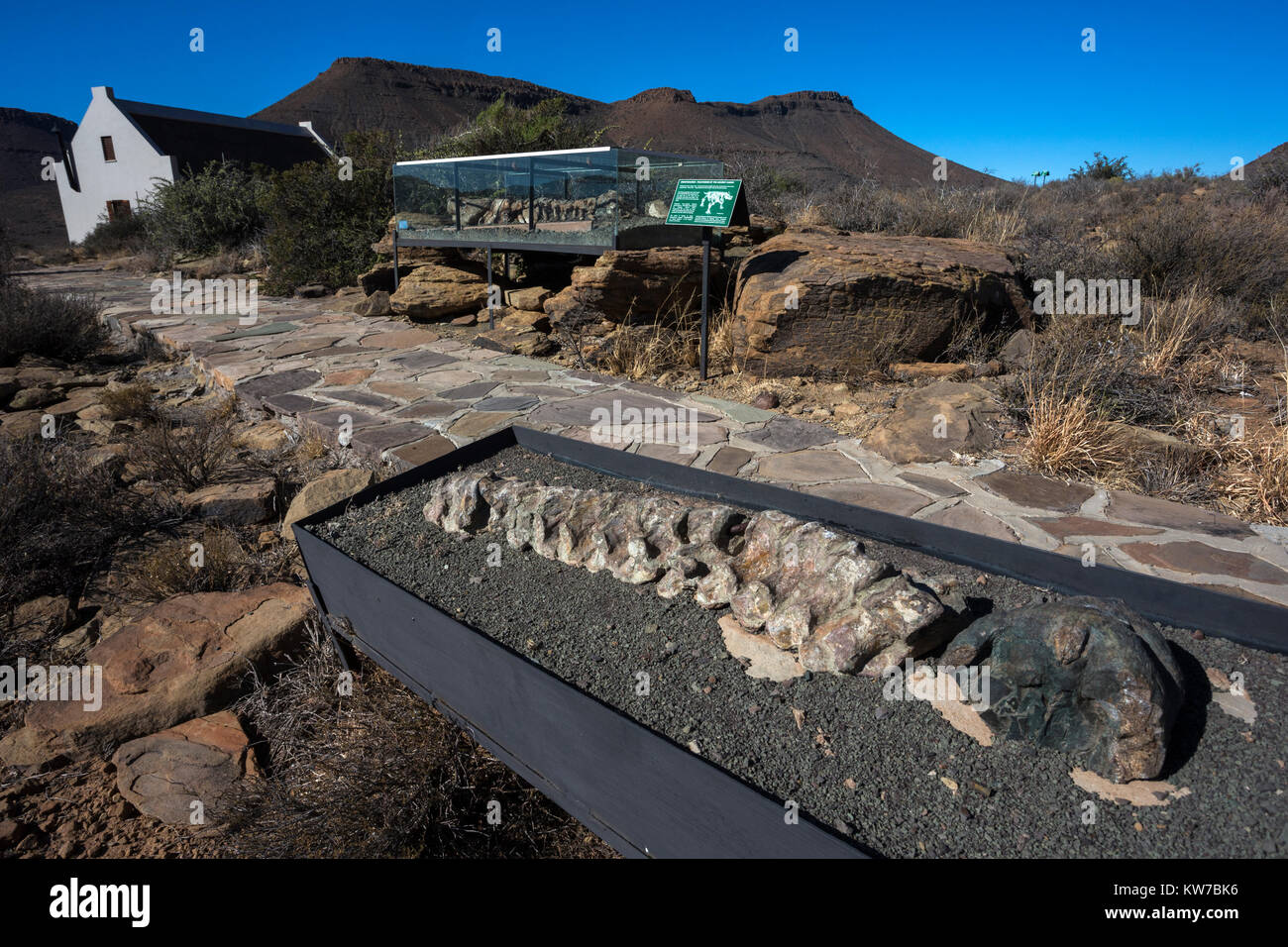 Sentiero di fossili, con riproduzione Bradysaurus scheletro, Karoo national park resto camp, Western Cape, Sud Africa, Settembre 2017 Foto Stock