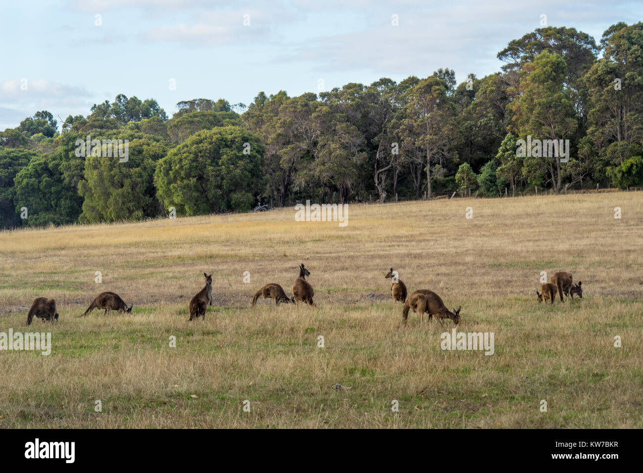 Grigio occidentale canguri pascolare nel paddock di un Fiume Margaret farm, Western Australia. Foto Stock