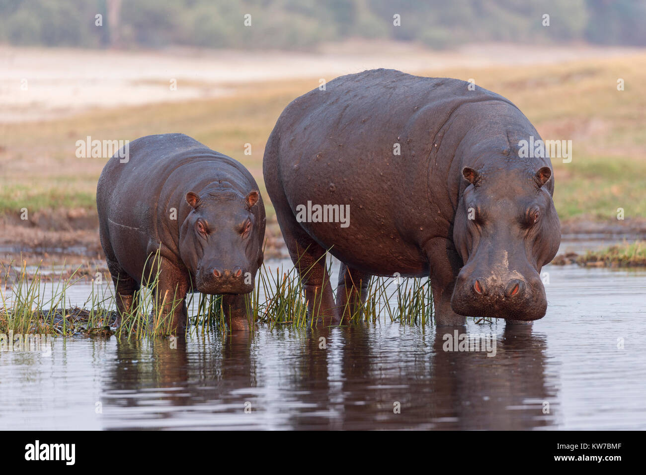 Ippopotami (Hippopotamus amphibius), il fiume Chobe, Botswana, Settembre 2017 Foto Stock