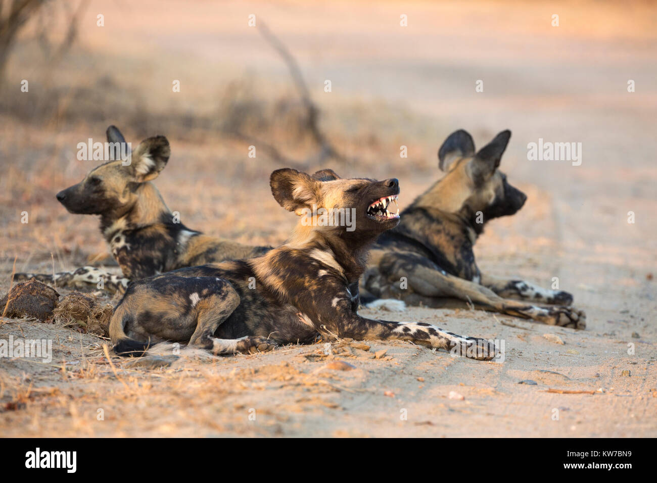 African wild dog (Lycaon pictus) a riposo, il parco nazionale Kruger, Sud Africa, Settembre 2016 Foto Stock