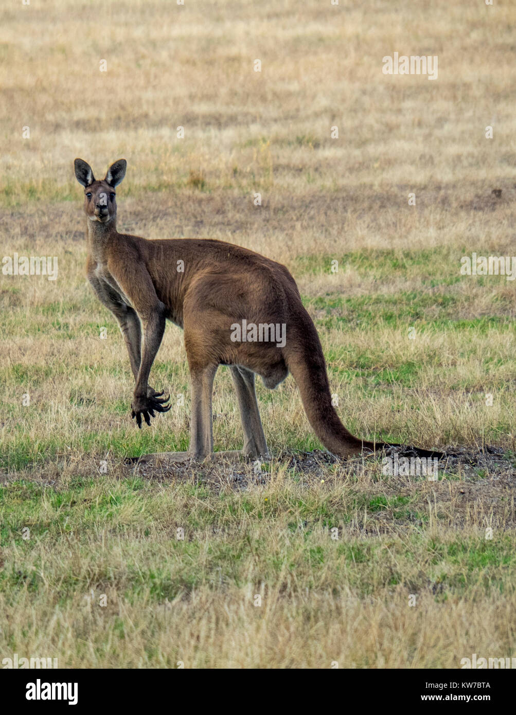 Un occidentale Canguro grigio pascolare nel paddock di un Fiume Margaret farm, Western Australia. Foto Stock