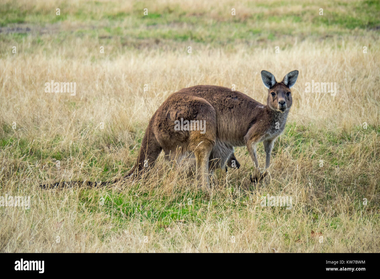 Un occidentale Canguro grigio pascolare nel paddock di un Fiume Margaret farm, Western Australia. Foto Stock