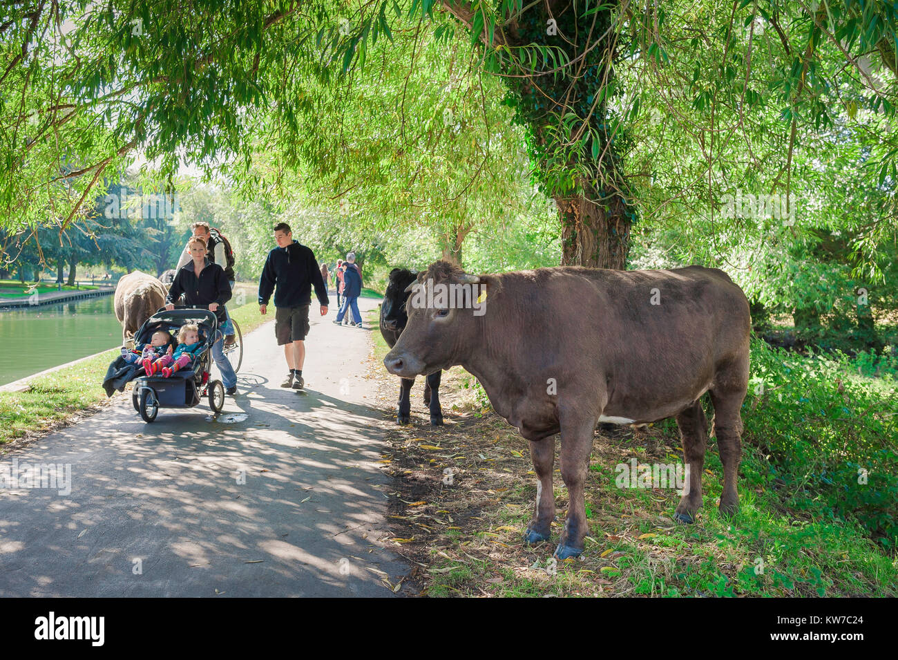 Cambridge Regno Unito estate, una giovane famiglia camminando accanto al fiume Cam passa in roaming di bestiame nel dorso (acqua prati) nel centro di Cambridge, Inghilterra. Foto Stock