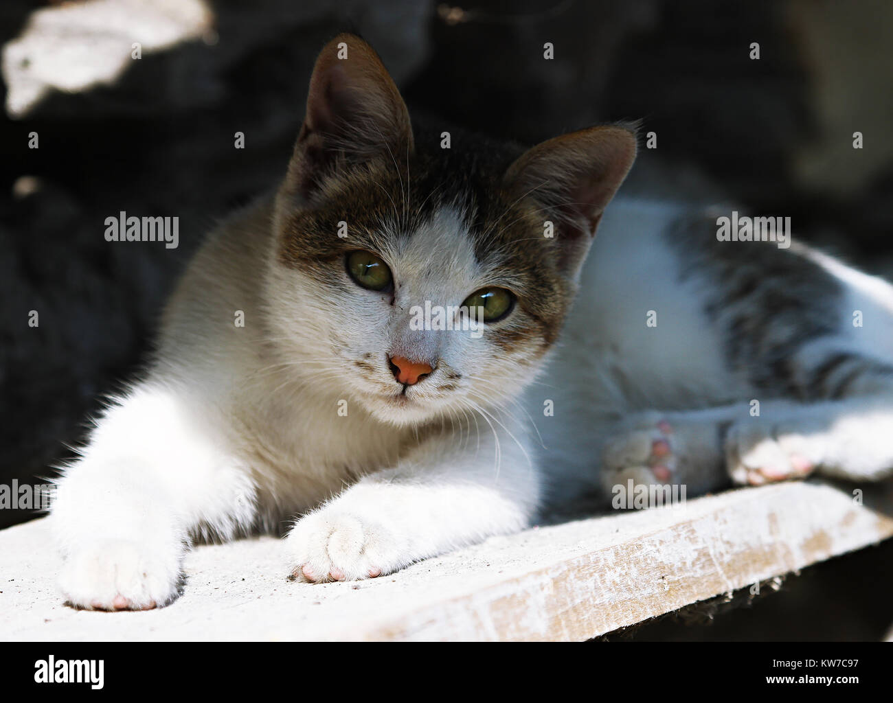 Grigio-bianco curioso Gatto con gli occhi verdi e rosa naso guardando dritto in telecamera Foto Stock
