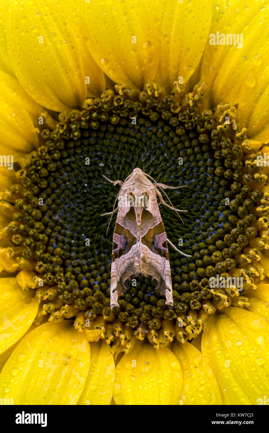 Sfumature di angolo Moth; Phlogophora meticulosa singolo su Girasole Cornwall, Regno Unito Foto Stock