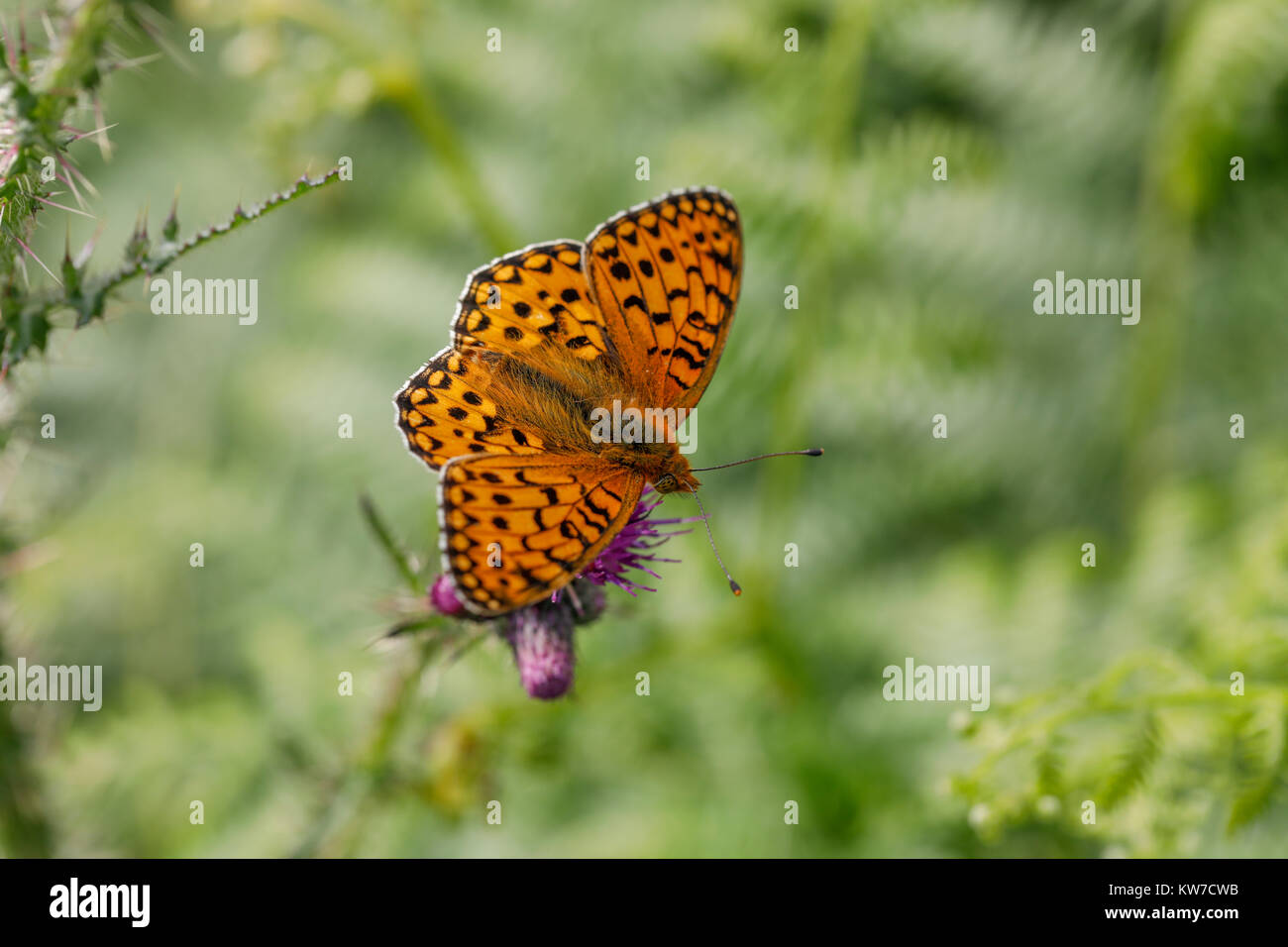 Verde scuro Fritillary Butterfly; Argynnis aglaja singolo fiore in Cumbria, Regno Unito Foto Stock