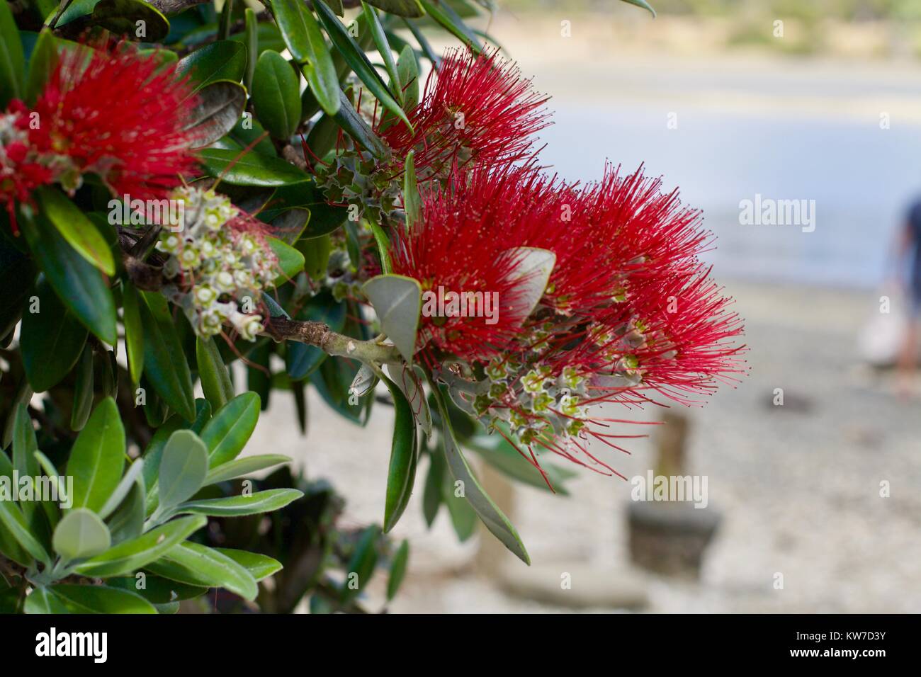 Nuova Zelanda albero di Natale vicino la Pohutakawa Foto Stock