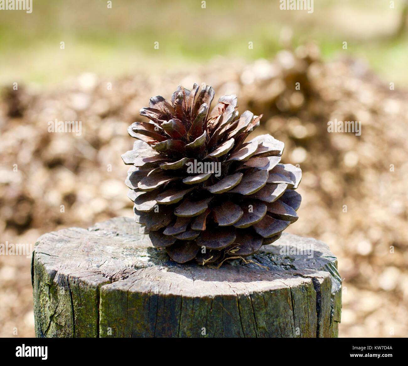 Pine cono isolato sul post Foto Stock