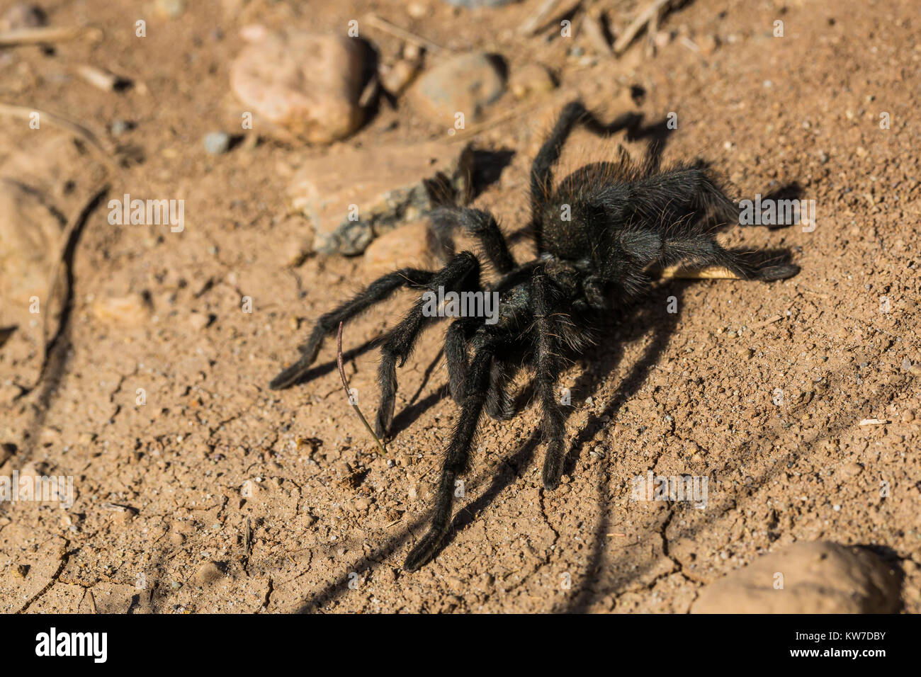 Tarantula maschio, Aphonopelma marxi, cerca di accoppiarsi in autunno nei fiumi selvaggi zona di Rio Grande del Norte Monumento Nazionale vicino a Taos, Nuovo Messico, STATI UNITI D'AMERICA Foto Stock