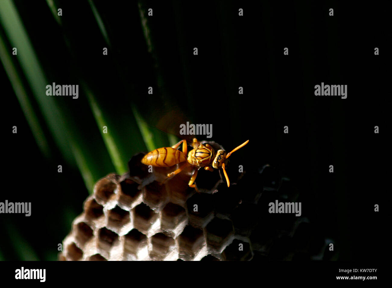 Wasp su hive - Bangladesh - sfondo scuro Foto Stock