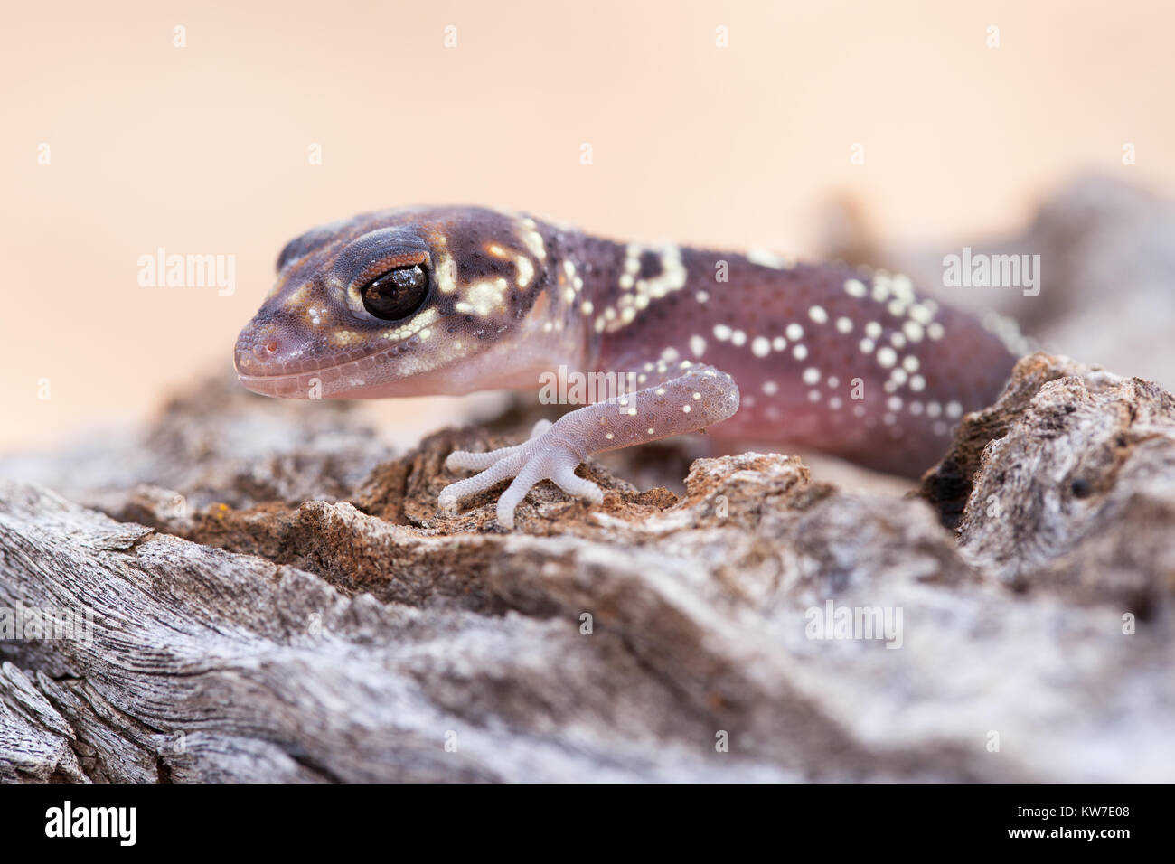 Barking Gecko (Underwoodisaurus milii). Entwood Santuario. Sandleton. Murraylands. Il South Australia. Australia. Foto Stock