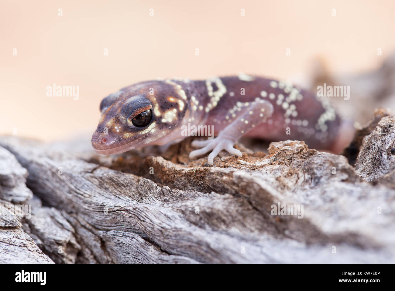 Barking Gecko (Underwoodisaurus milii). Entwood Santuario. Sandleton. Murraylands. Il South Australia. Australia. Foto Stock