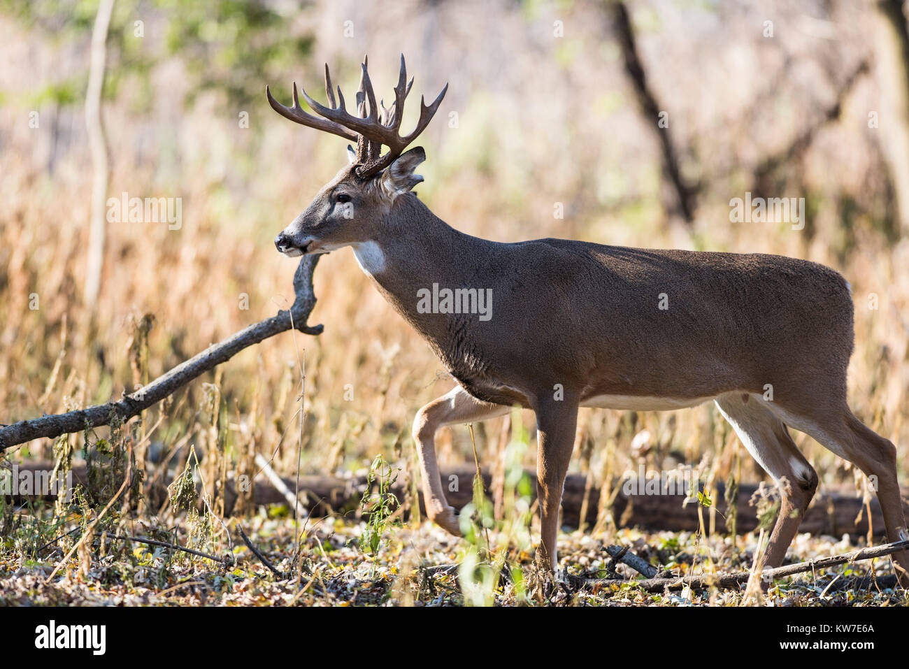Wild Culbianco Buck durante la routine in Minnesota Foto Stock
