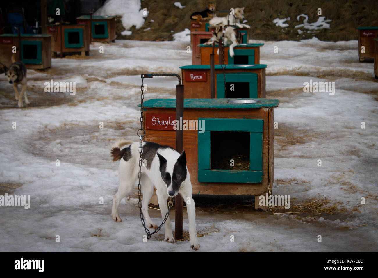 Cane rifugio per retiered slitte trainate da cani Foto Stock