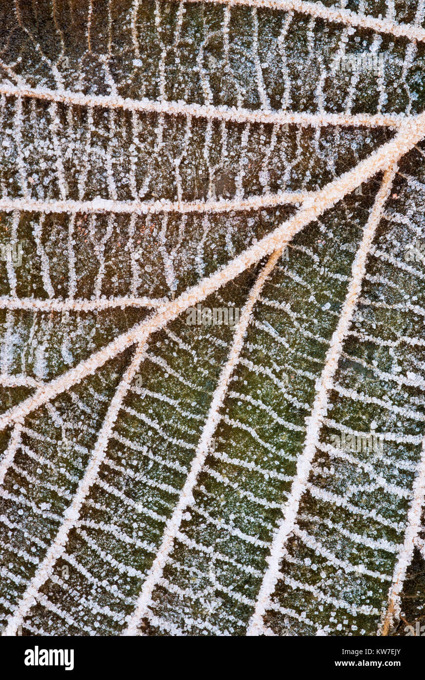 Frosty foglia, inverno, cristalli di ghiaccio in congedo, Macro Foto Stock