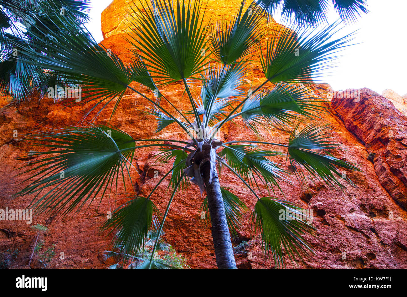 Pasticciare Bungles, Parco Nazionale di Purmululu, Kimberley, Australia: Livistona palme lungo il Mini Palms Gorge camminare in questa area del patrimonio mondiale. Foto Stock