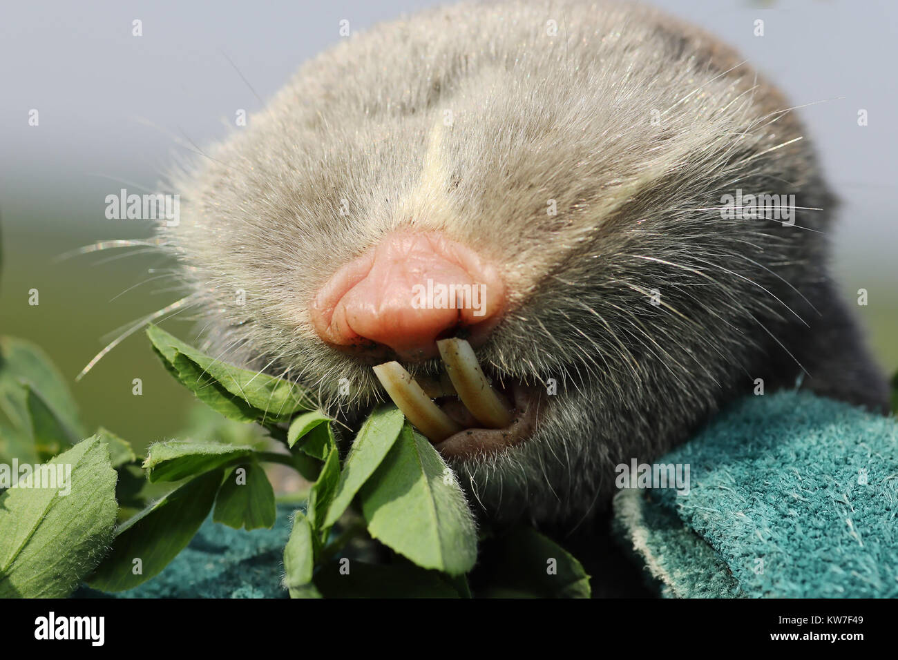 Macro ritratto di minor mole rat ( Spalax leucodon ) che mostra grandi denti Foto Stock