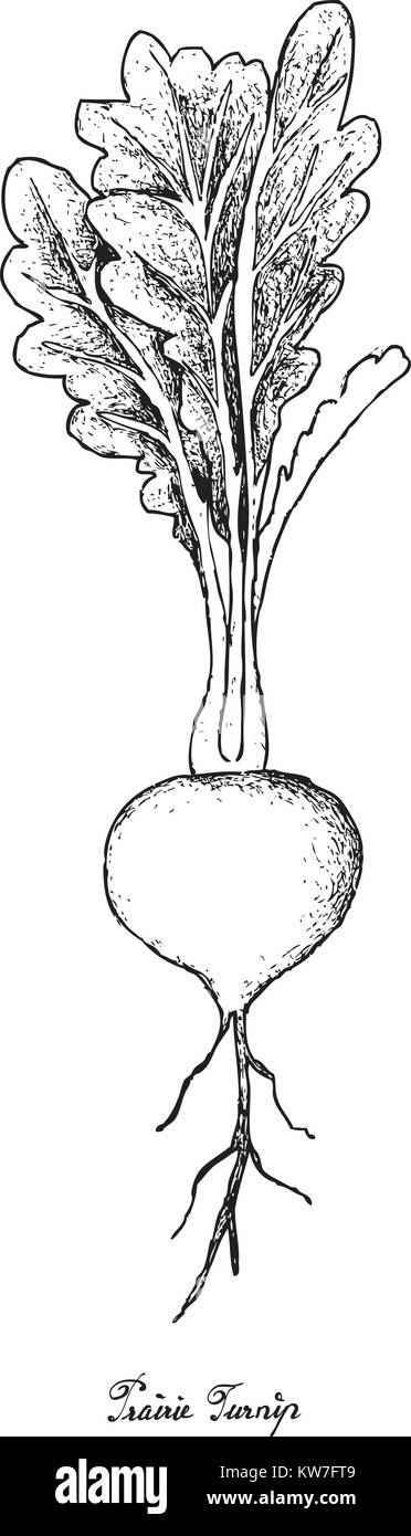 Radici tuberose e verdure, Illustrazione disegnata a mano schizzo di prateria fresca rapa o Psoralea Esculenta impianti isolati su sfondo bianco. Illustrazione Vettoriale