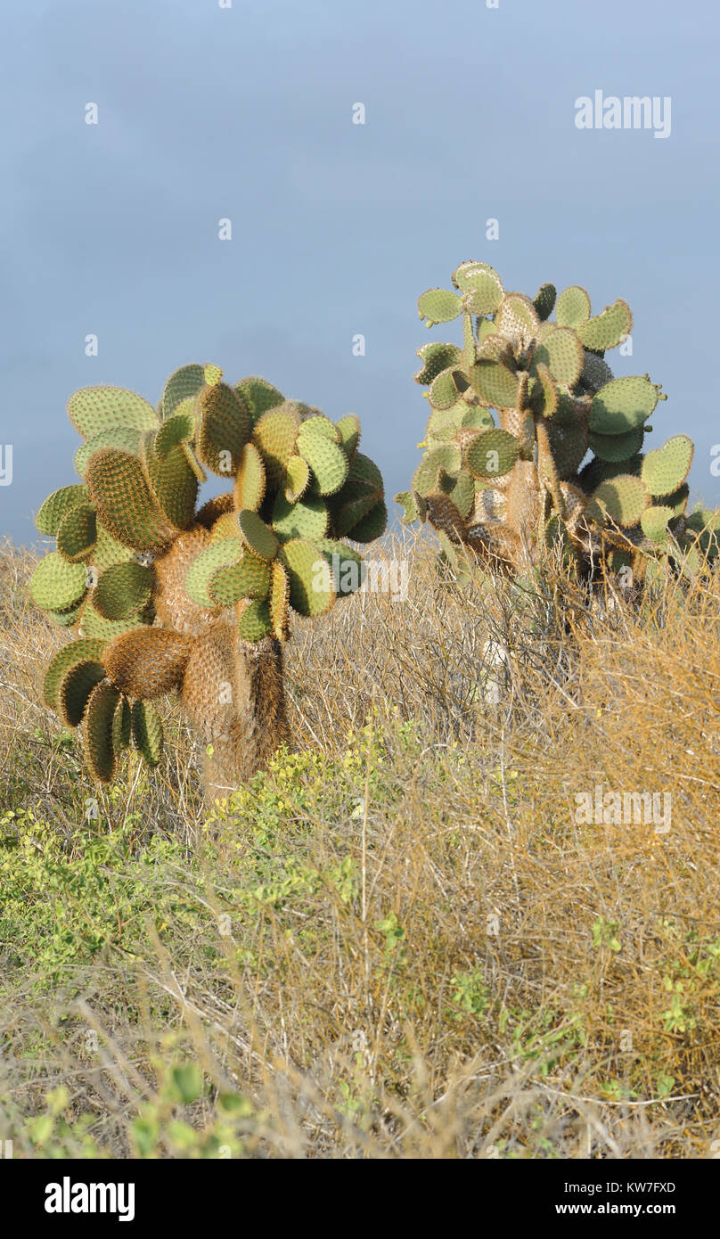 Piante enormi di Opuntia o di fico d'India (Opuntia echios var. gigantea) crescono nella zona arida di Santa Cruz tra arbusti spinosi in pista al Tortuga Foto Stock