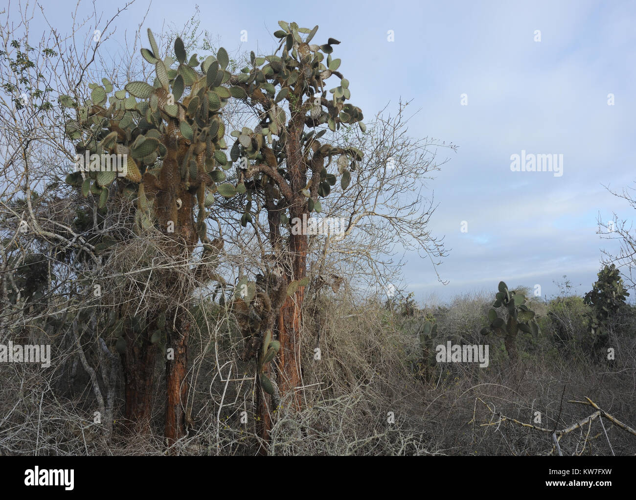 Piante enormi di Opuntia o di fico d'India (Opuntia echios var. gigantea) crescono nella zona arida di Santa Cruz tra arbusti spinosi in pista al Tortuga Foto Stock