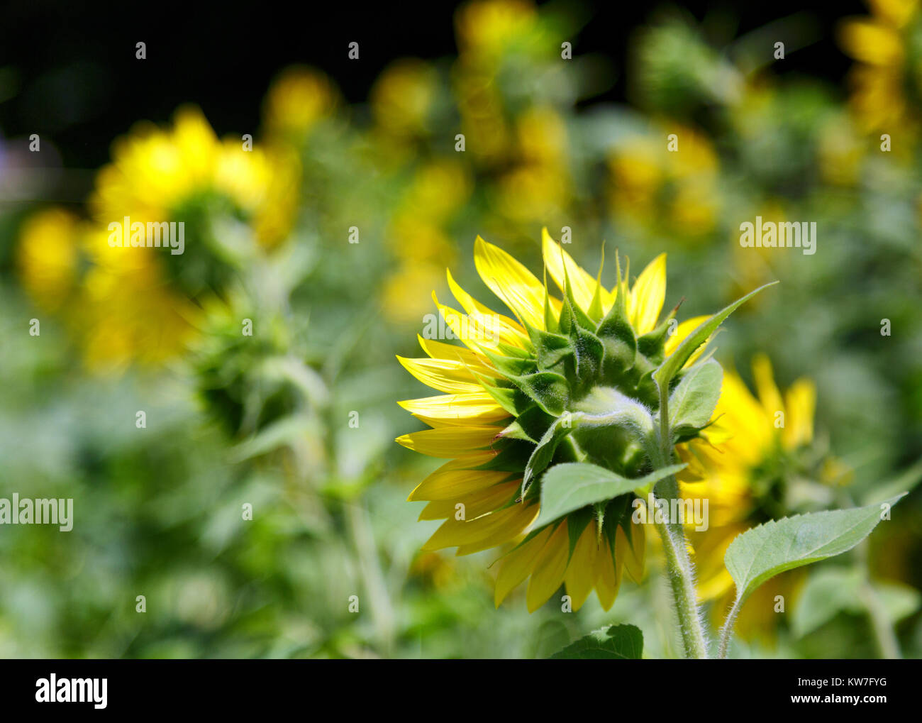 Un campo di colore giallo brillante girasoli in una soleggiata, campo estivo Foto Stock