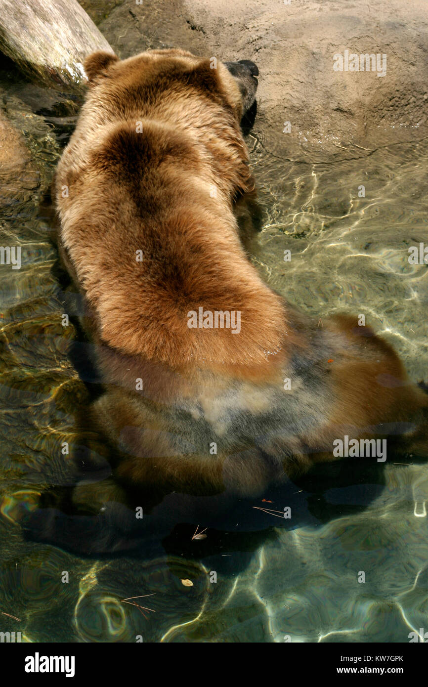 Orso bruno in piscina presso lo ZOO Foto Stock