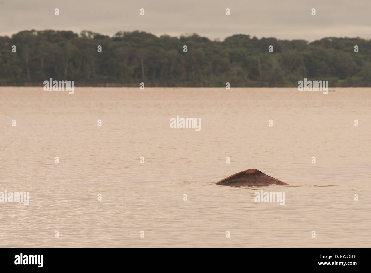 Un raro Delfino rosa superfici nel fiume del Amazon, a differenza della maggior parte dei delfini di questa specie è dolce e trascorre tutta la sua vita nei fiumi. Foto Stock