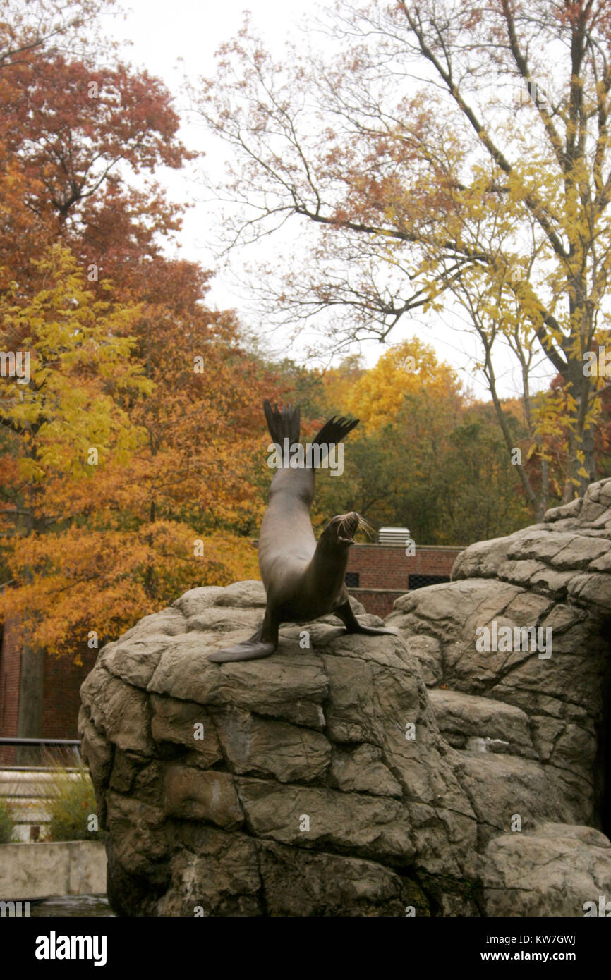 Sea Lion addestrato per eseguire trucchi allo ZOO Foto Stock